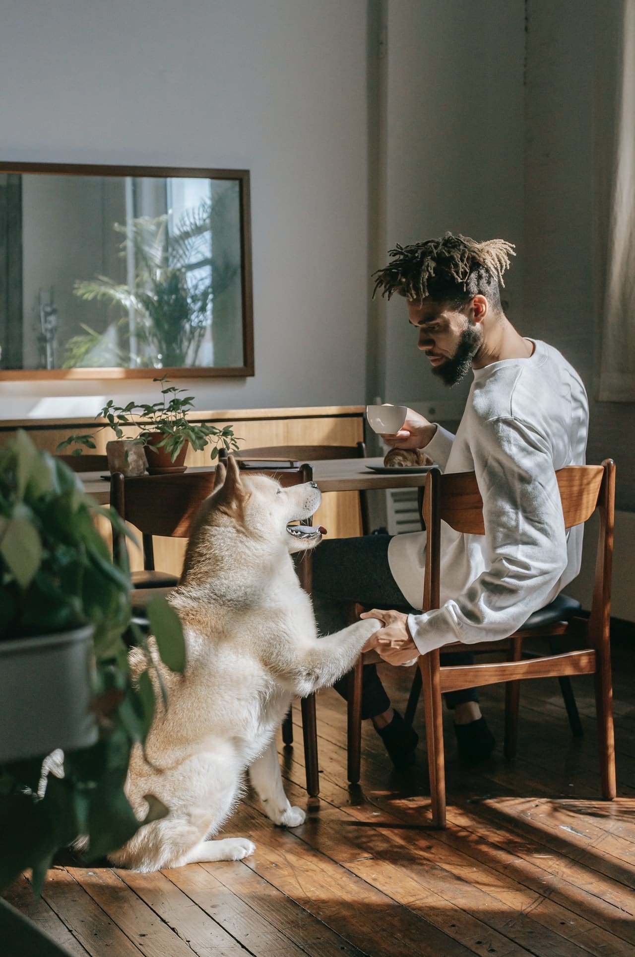quelle approche adopter pour l education d un chiot akita inu